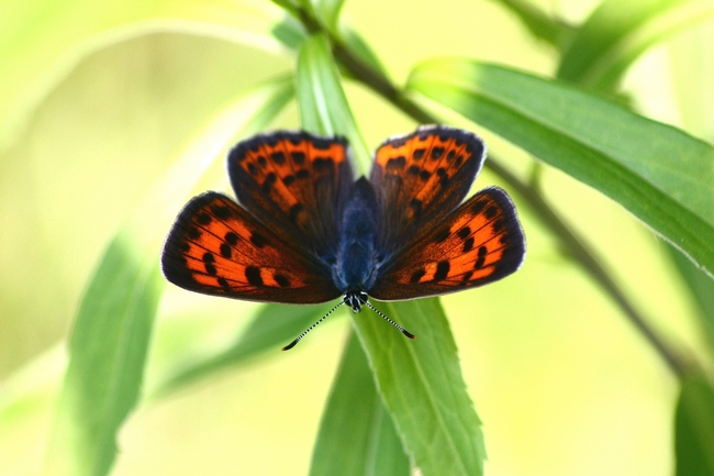 Lycaena alciphron